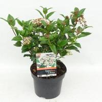 Sneeuwbal (Viburnum tinus “Lucidum”) heester - 20-25 cm (C2) - 6 stuks - thumbnail