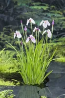 Waterplant Iris laevigata 'Rose Queen' - thumbnail