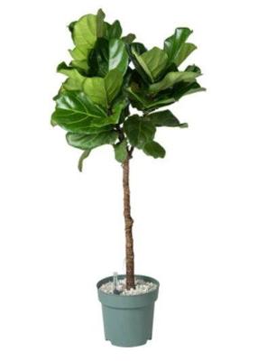 Vioolbladplant op stam (Ficus lyrata) D 27 H 140 cm Potmaat 27 H140 kamerplant Beautanic Lifestyle - Beautanic lifestyle
