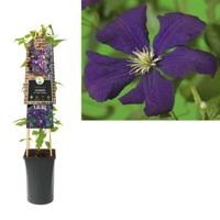 Klimplant Clematis vit. Etoile Violette - Paarse Bosrank - thumbnail