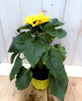 3 stuks! Zonnebloem Helianthus Warentuin Natuurlijk - Warentuin natuurlijk