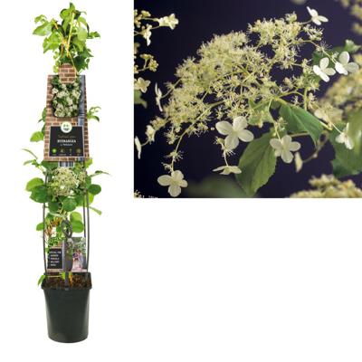 Hydrangea anomala petiolaris L - Klimhortensia