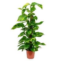 Scindapsus epipremnum aureum mosstok 80 kamerplant - thumbnail