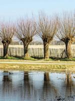 Knotwilgen 50x70cm Tuinschilderij Customize-it - Customize it - thumbnail