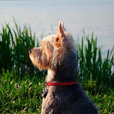 Heiniger Style Midi Honden Tondeuse