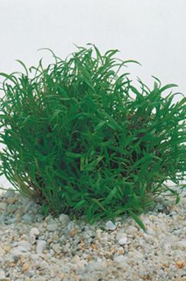 2 stuks! Lilaeopsis brasiliensis potmaat P11 Braziliaanse gras Moerings - Moerings