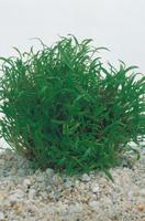 2 stuks! Lilaeopsis brasiliensis potmaat P11 Braziliaanse gras Moerings - Moerings - thumbnail