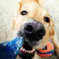 CHUCKIT ULTRA TUG - thumbnail