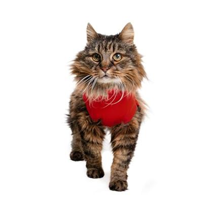 Medical Pet Shirt, Katten, XXX-Klein, Rood