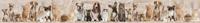 Noordwand Farmlife Jumbo rand katten en honden - 3750028 - thumbnail