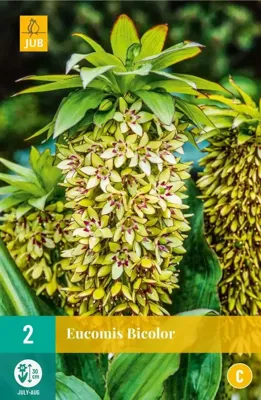 Eucomis bicolor 2 bollen