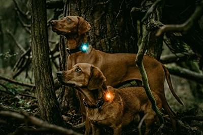 Orbiloc veiligheidslampje Dog Dual, turquoise - thumbnail