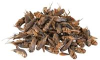 TRIXIE REPTILAND KREKELS GEDROOGD 4X25 GR - thumbnail