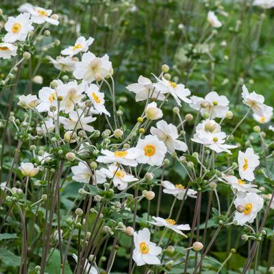 Herfst anemoon - 8-pack Herfst anemoon - 8-pack