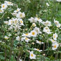 Herfst anemoon - 8-pack - thumbnail