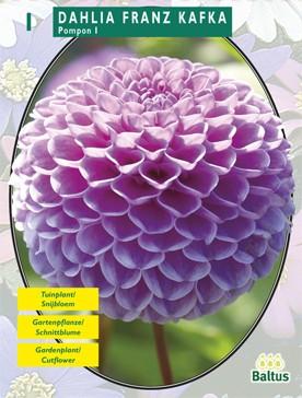 Zomer Bloembollen Dahlia Franz Kafka per 1 Baltus - Baltus