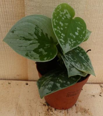 Scindapsus Epipremnum grijsgroen klein Viridi kamerplant Warentuin Natuurlijk - Warentuin natuurlijk