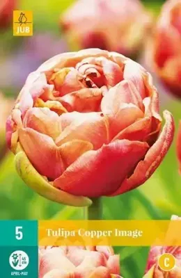 Tulp Copper Image 5 bollen Tulp Copper Image 5 bollen