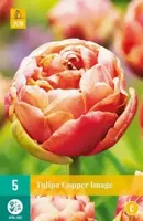 Tulp Copper Image 5 bollen - thumbnail