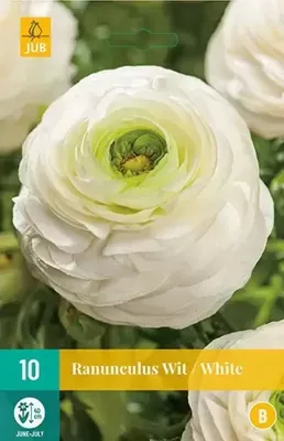 Ranunculus wit bloembollen 10 bollen Ranonkel JUB - Jub