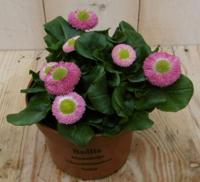 Bellis Madeliefje roze Warentuin Natuurlijk - Warentuin natuurlijk - thumbnail