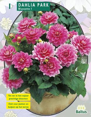 Zomer Bloembollen Dahlia Park Bluesette per 1 Baltus - Baltus