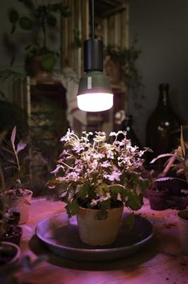 OSRAM HOMELIGHTING 4058075845800 Plantenlamp-lamp E27 20 W 1 stuk(s)