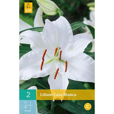 Bloembollen Lilium Casa Blanca 2st