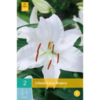 Bloembollen Lilium Casa Blanca 2st - thumbnail