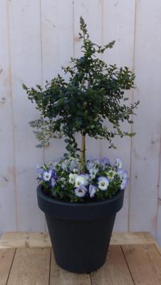 Amerikaanse sering in antracieten plastic pot met violen 100 cm Ceanothus Warentuin Natuurlijk - Warentuin natuurlijk