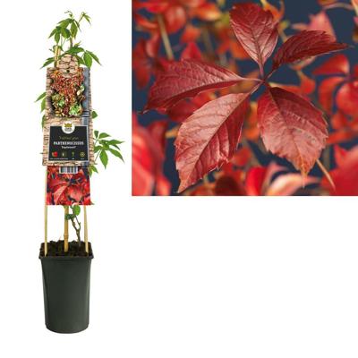 Wilde Wingerd (Parthenocissus "Engelmannii") klimplant Wilde Wingerd (Parthenocissus "Engelmannii") klimplant