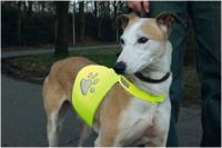 Veiligheidsvest reflecterend - Middel - thumbnail