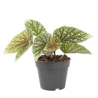 Begonia Snowcap (Begonia fibrous hybrid) - P 12 cm - thumbnail