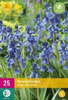Hyacinthoides non-scripta 20 bollen - thumbnail
