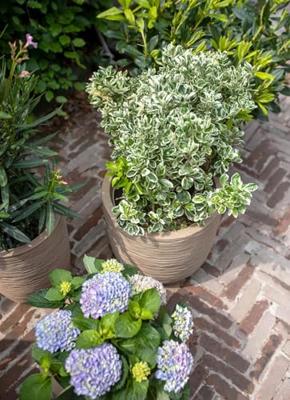 Capi Pot Bol Waste Rib 43x41cm - Terrazzo - thumbnail