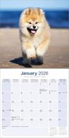 Akita Kalender 2026 - thumbnail