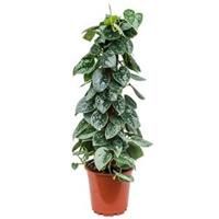 Scindapsus epipremnum pictus silvery ann mosstok 60 kamerplant - thumbnail