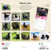 Labrador Retriever Zwart Kalender 2026 - thumbnail
