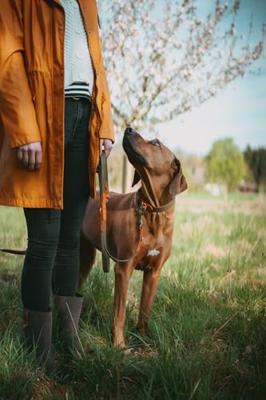 HUNTER Verstelbare hondenlijn Wolmar, khaki/oranje, Maat: 19/200 HUNTER Verstelbare hondenlijn Wolmar, khaki/oranje, Maat: 19/200