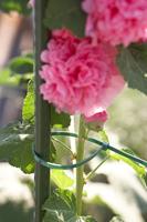 Meister Kabelbinder Set 150X3,6Mm Meerkleurig 50St - WU7452140 - thumbnail