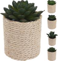 Plant in pot 8x8x14cm 4 ass. - thumbnail