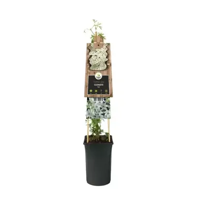 Klimplant Witte Bosrank - Clematis Joe