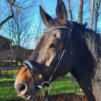 Rossner Taormina Hoofdstel zwart maat:cob