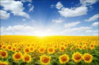 Fotobehang - Veld met bloeiende Zonnebloemen, geel/blauw, te koop in 11 maten, incl behanglijm - thumbnail