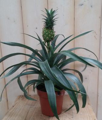 Ananasplant Warentuin Natuurlijk - Warentuin natuurlijk