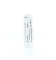 Conium maculatum D6 - thumbnail