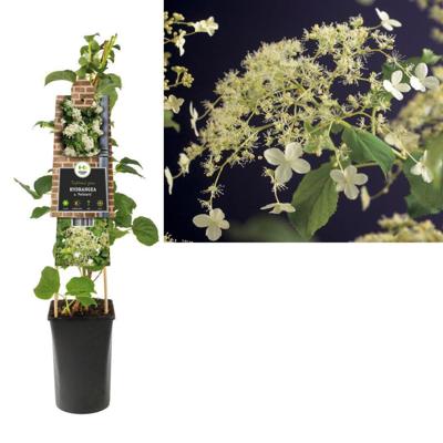 Hydrangea anomala petiolaris - Klimhortensia