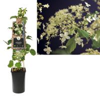 Hydrangea anomala petiolaris - Klimhortensia - thumbnail