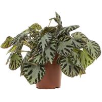 Begonia Silver Jewel - P 15 cm - thumbnail