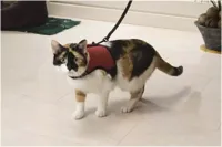 Katten loopharnas comfort - thumbnail